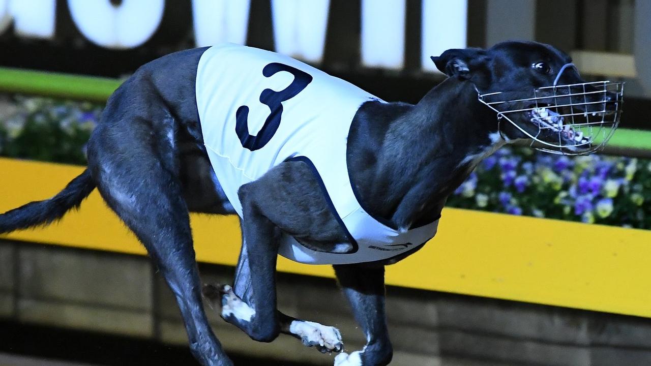 Melbourne Cup greyhound race; She’s Gifted chasing rich