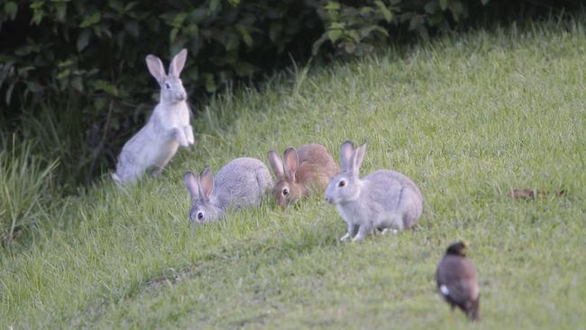 Fluffy terrors running amok in south west Sydney News Local