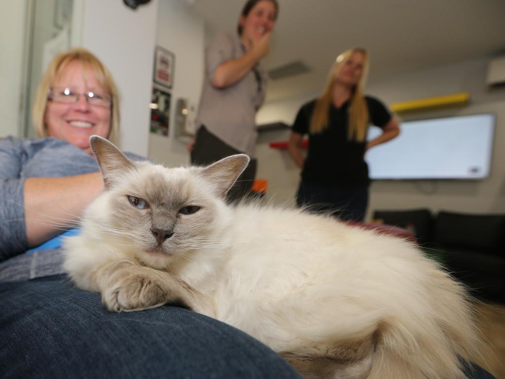 Crazy Cat Cafe, Gold Coast behind the scenes to learn
