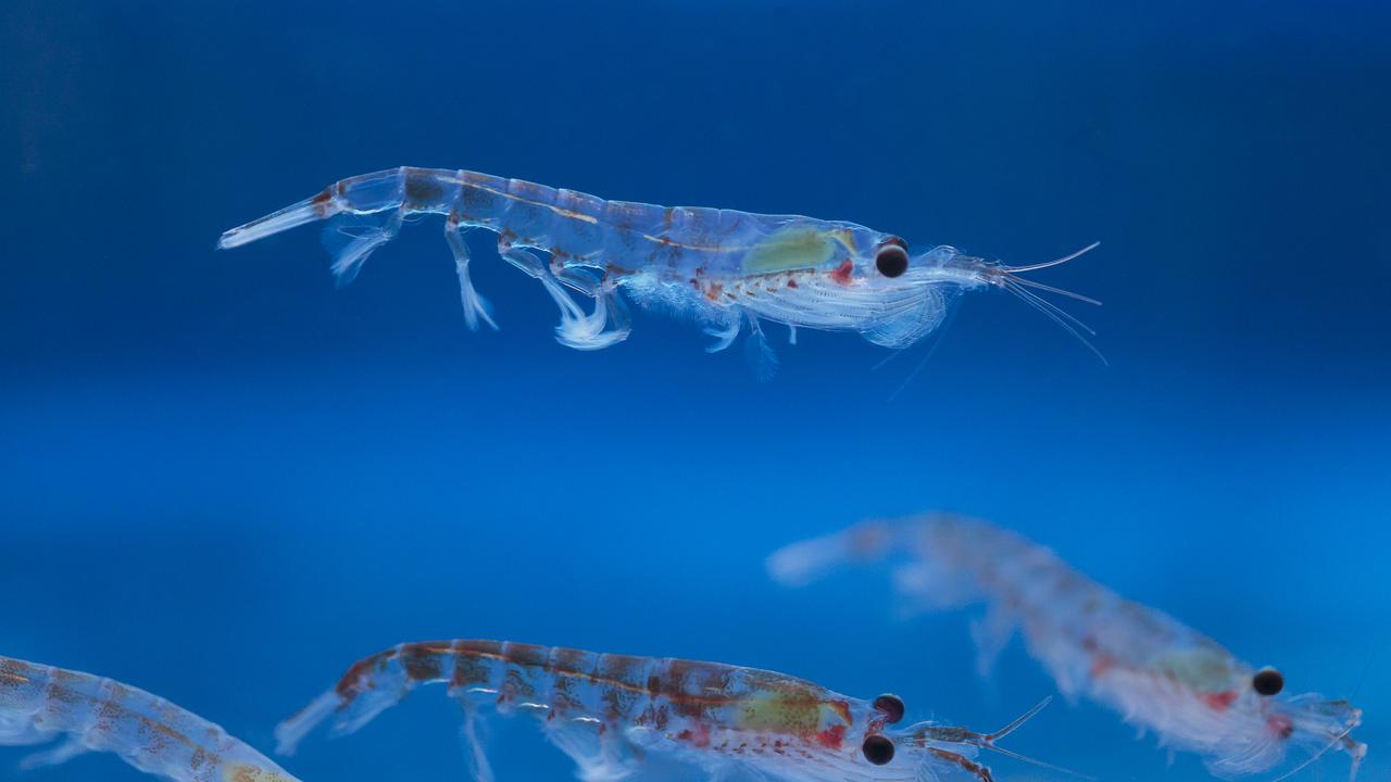 Antarctic expedition to study whale faeces and krill KidsNews