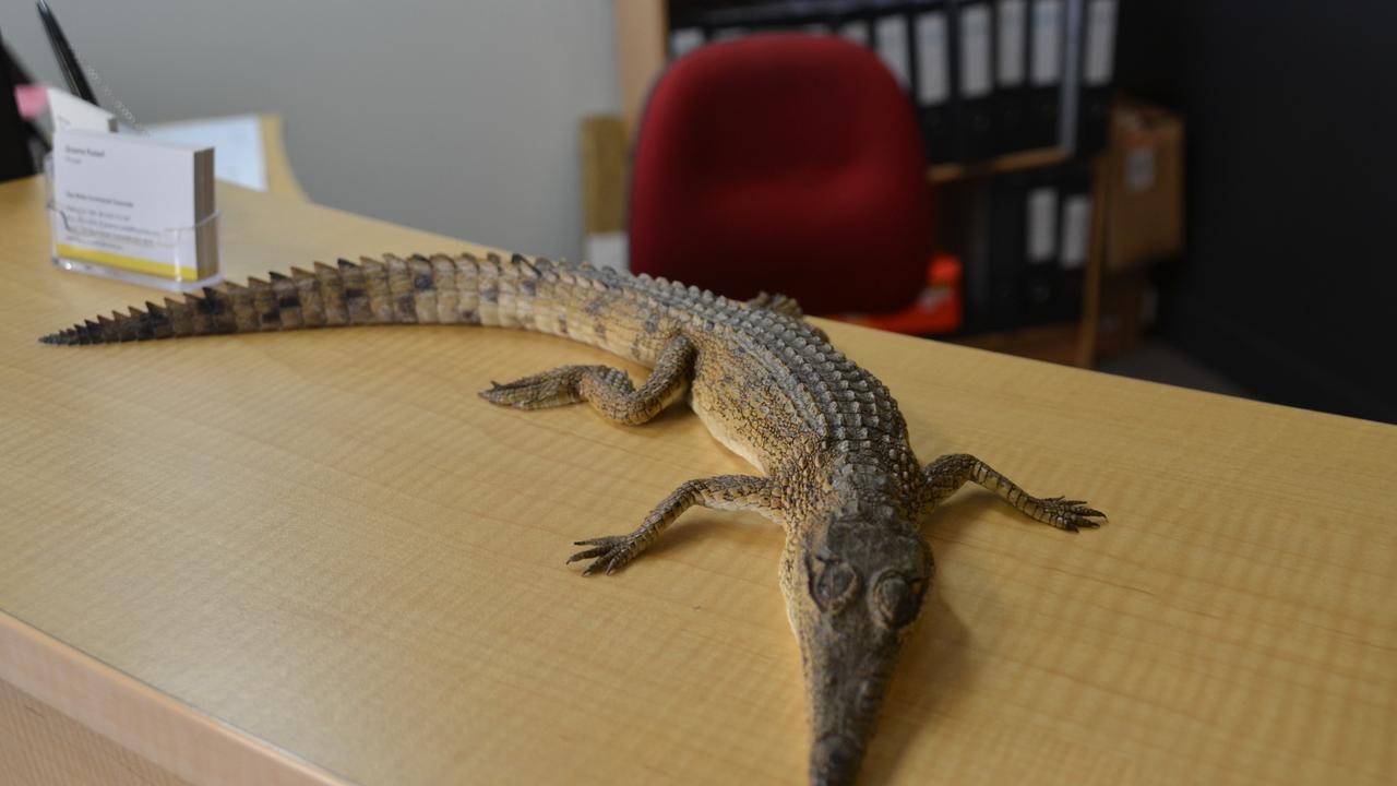 Townsville crocodile sighting Croc drops in to CBD office Townsville