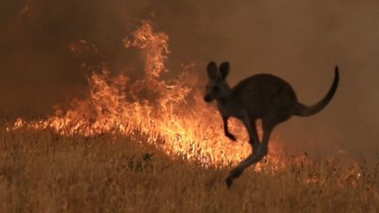 Australian bushfires 2019/2020 animals victims top one billion The