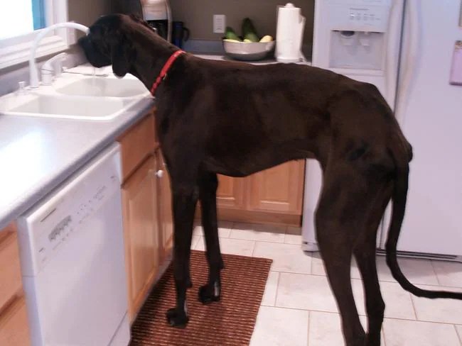 Zeus the Great Dane, the world’s largest dog dies age five