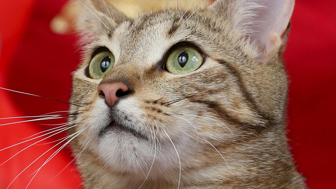 Geelong Advertiser 12 Strays of Christmas adopt Tonto the cat Gold