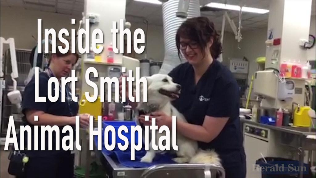Lort Smith Tax Appeal hopes to raise money for animals