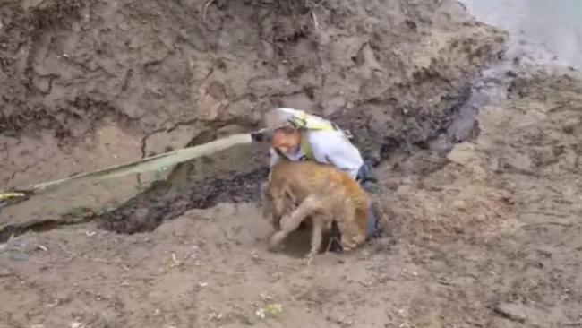 Dog suicide bridge Dogs jump to death off Overtoun Bridge The