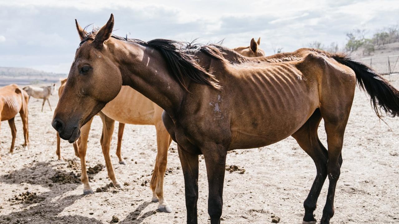 Starving and dead horses photographed at Toowoomba farm Herald Sun