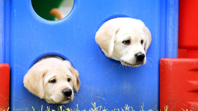 Guide dog pups get play down to a ‘T’ The CourierMail