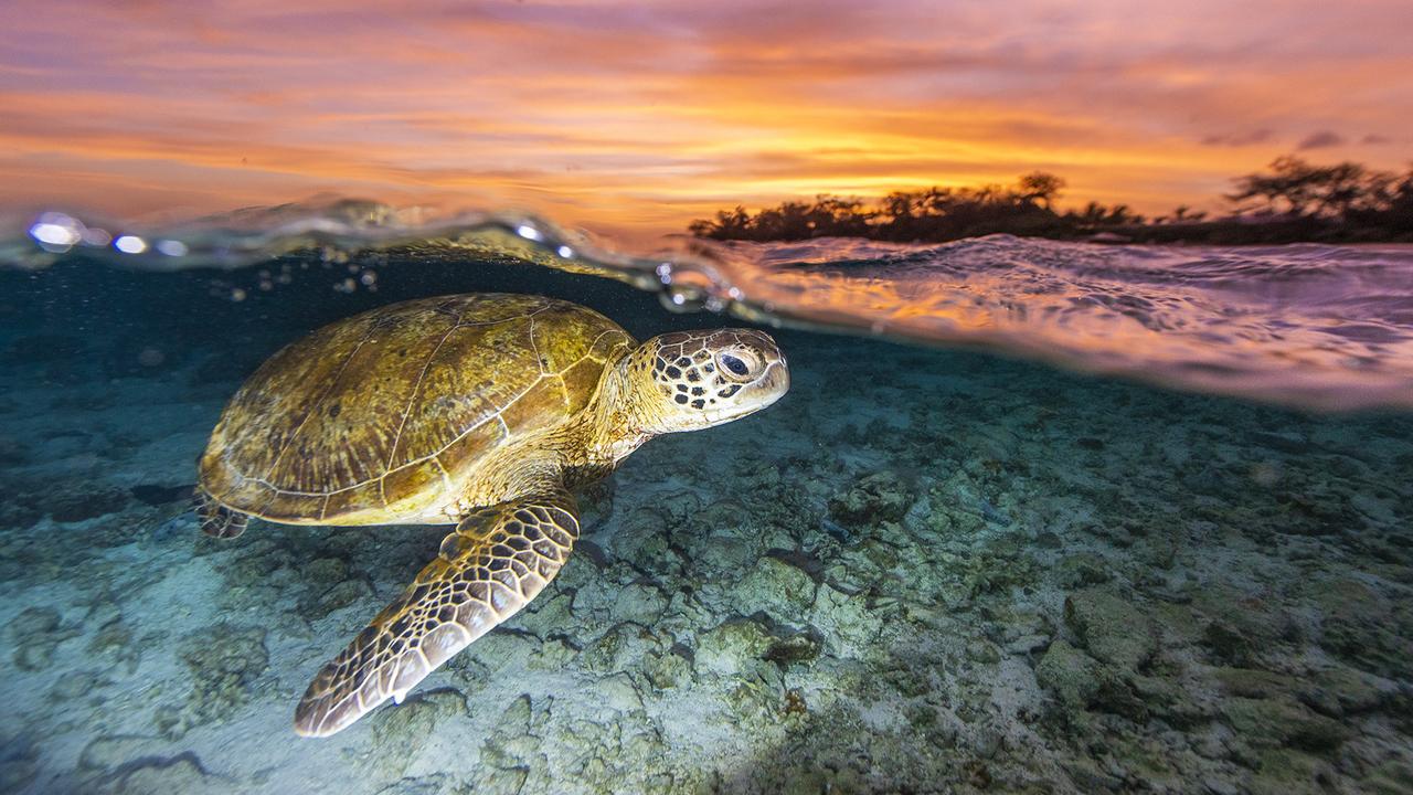 Turtle nesting season puts Mon Repos centre, Bundaberg, in