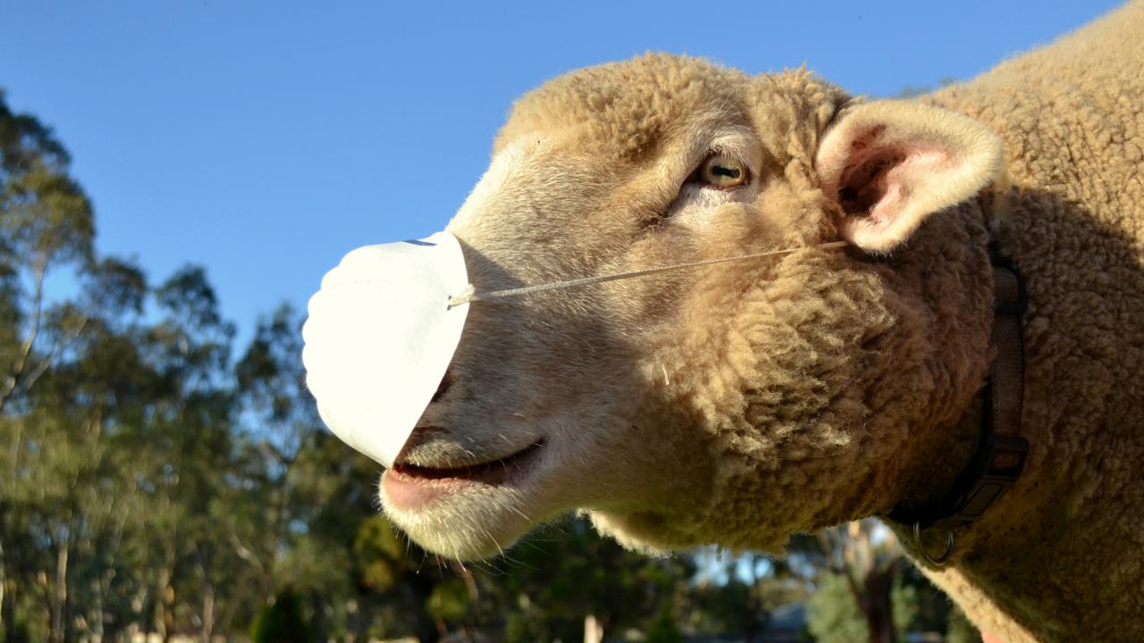Sheep of Instagram, don your masks, get set and go viral The Weekly Times