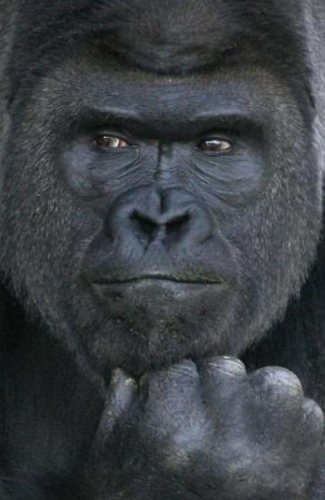 Shabani the gorilla ‘Hot’ gorilla a heartthrob in Japan