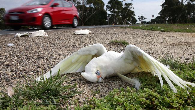 Flock of birds found dead beside road at Bannockburn Geelong Advertiser