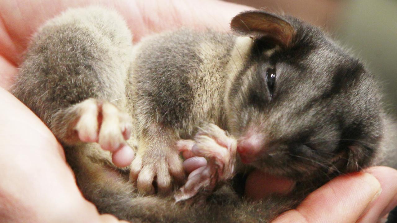 Leadbeater’s possum Tiny animal retains critically endangered listing