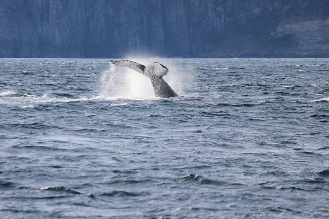 Whale gallery Season’s best Tasmanian snaps of our friendly ocean