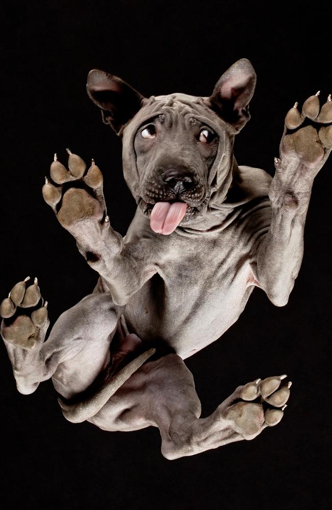 Lithuanian photographer snaps photos of obedient dogs from underneath