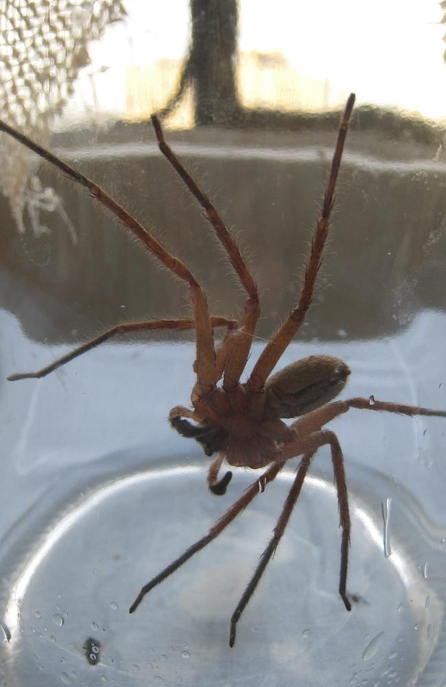 Spiders crawl across your face as you sleep in Sydney The terrifying