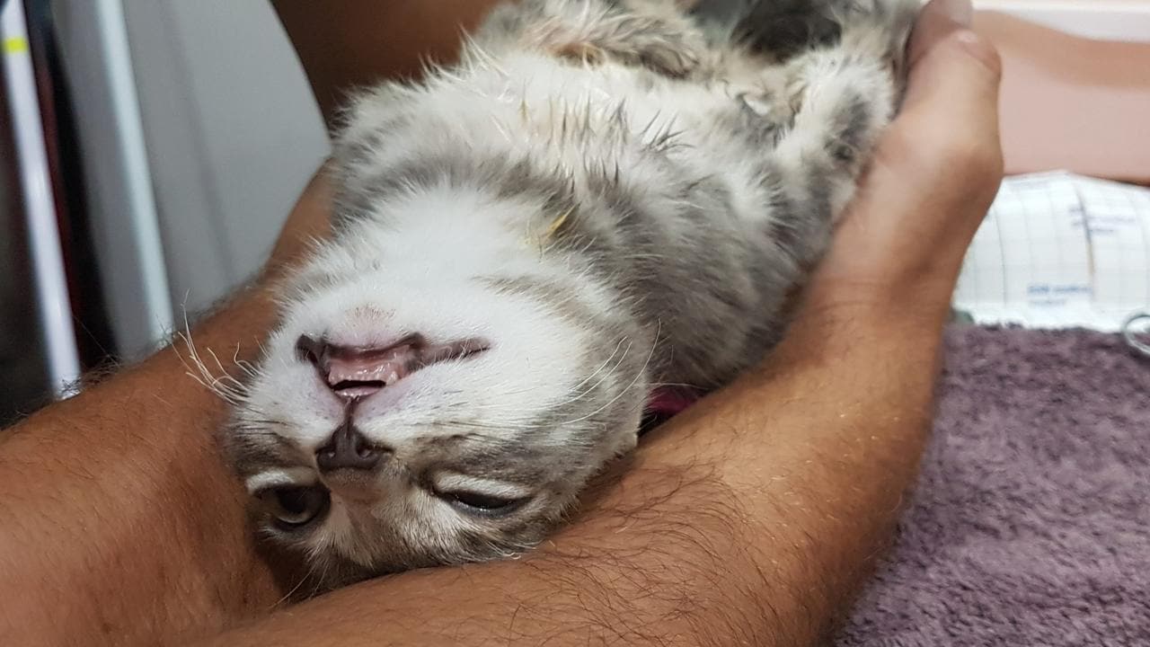 Animal cruelty Student’s sickening torture of kitten The CourierMail