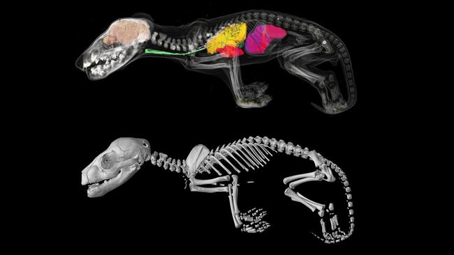 Tasmanian Tiger research Computer scans map out growth phases Herald Sun