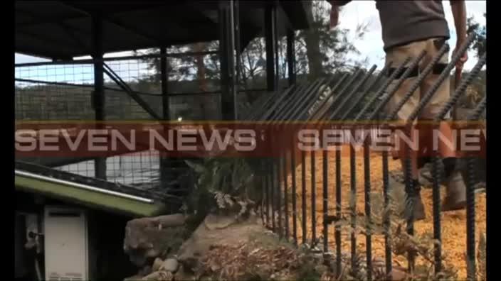 Shoalhaven Zoo keeper Trent Burton’s escape from crocodile followed