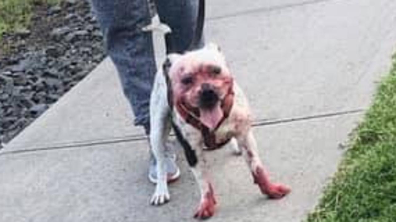 Pakenham dog attack Staffy blamed for Melbourne mauling of dachshund