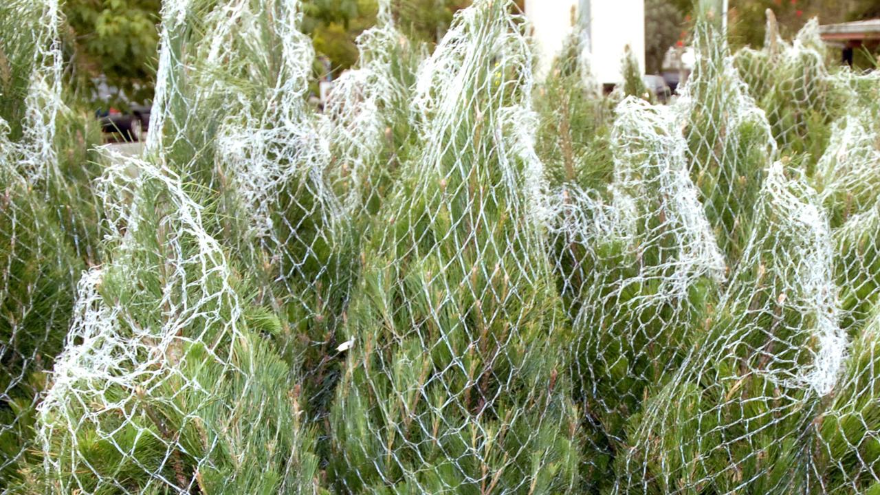 Scout Christmas trees Bunnings family buys tree with wasps nest from