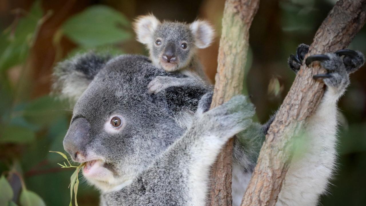 Koala cull Why relocating Kangaroo Island’s koalas won’t work Messenger