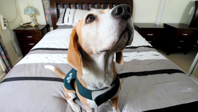 Sniffer dogs touted as solution to Cairns’ bed bug problem Cairns Post