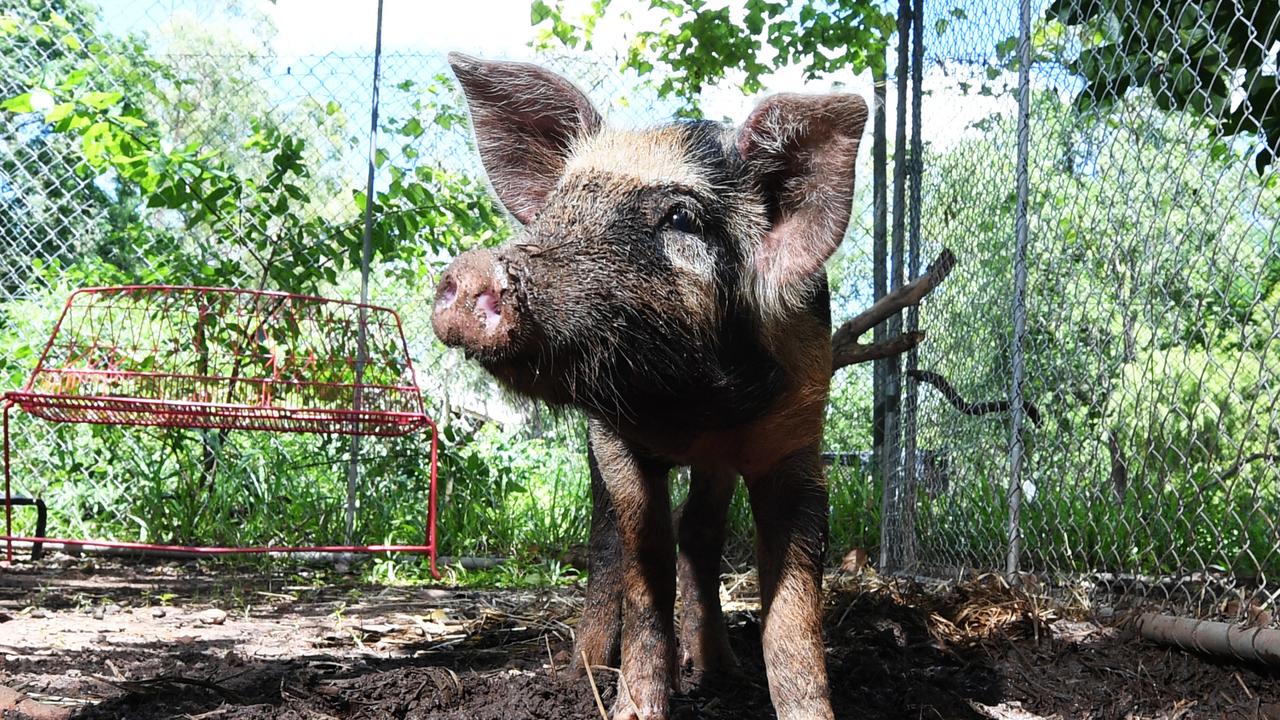 RSPCA Darwin pig up for adoption NT News