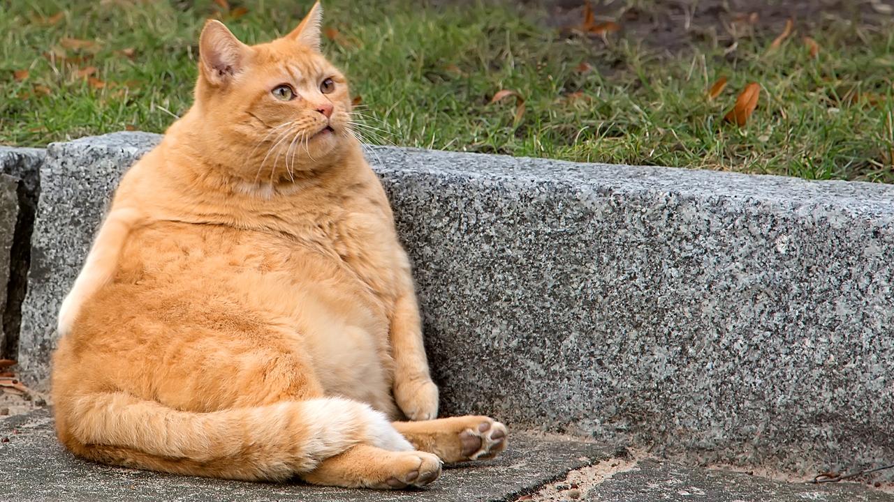 Barefoot Investor Beware the big five fat cat funds Adelaide Now