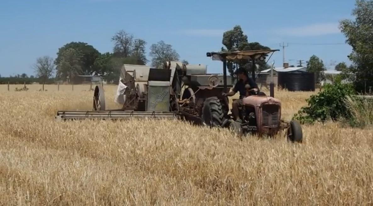 Number 6 Sunshine Harvester bought by Tom Bailey for 300 does the job