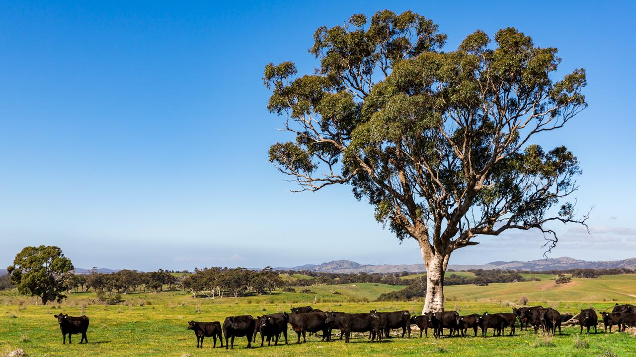 Mixed farming, grazing property for sale Thistledown and Spring Plains