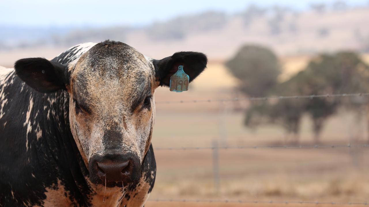 Techelectronicmn Cow And Calf Agistment Rate