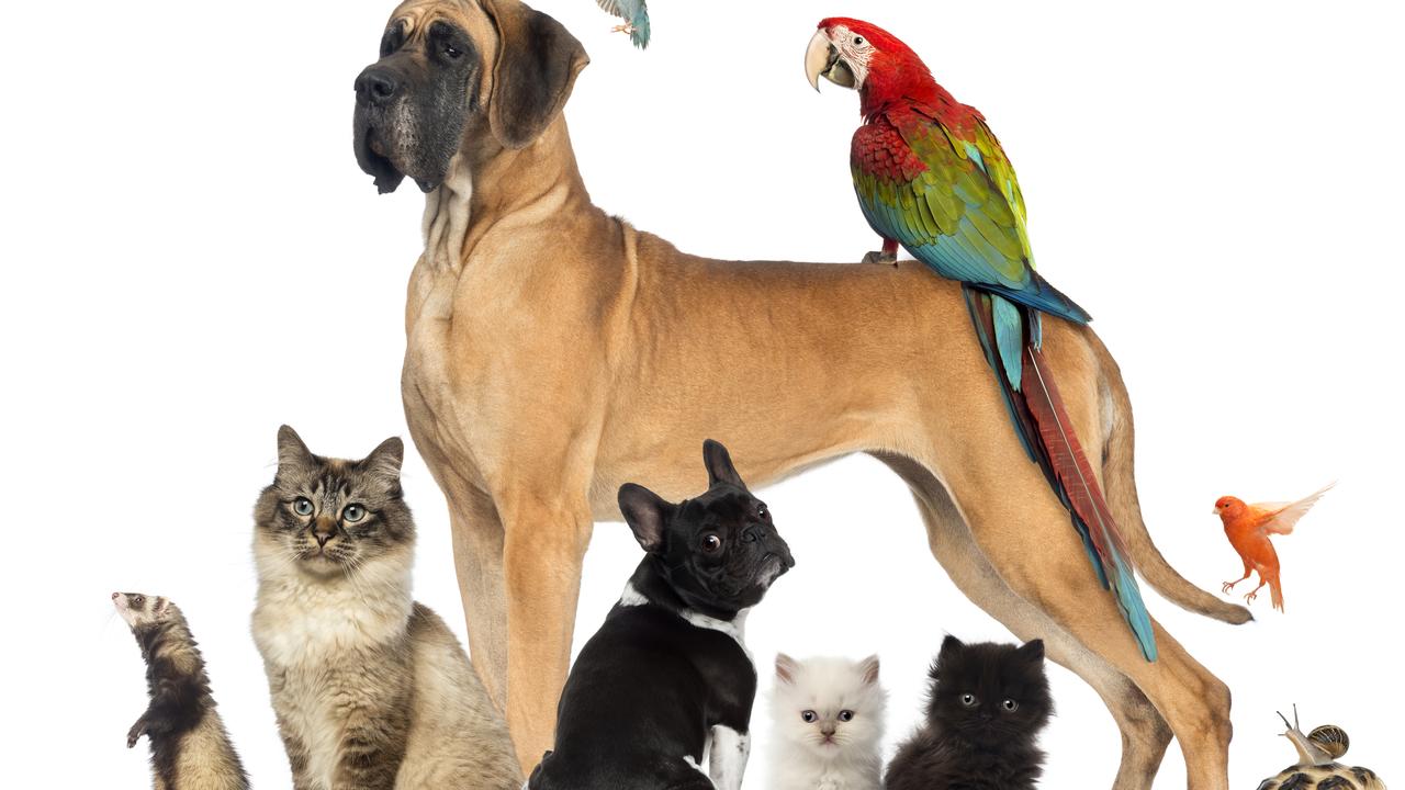 Secret life of pets What you need to know about pets in Australia