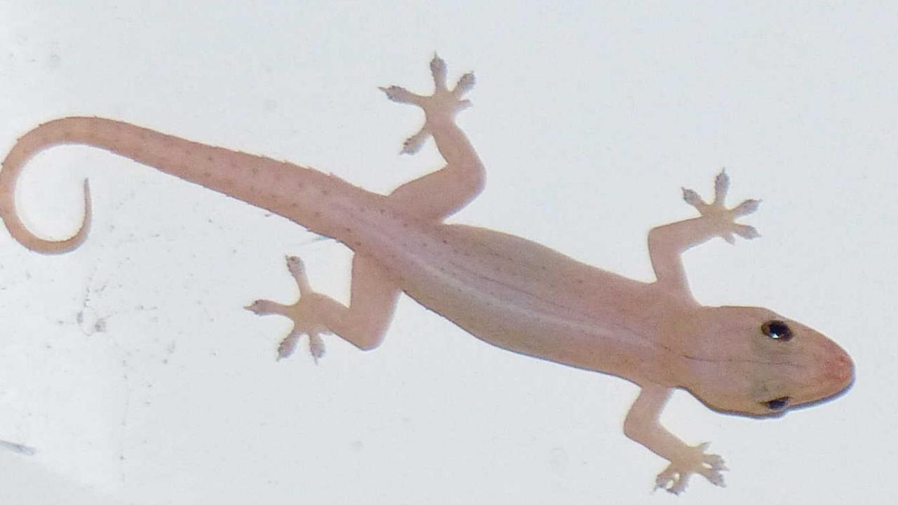 Gecko death David Dowell died from parasite common in