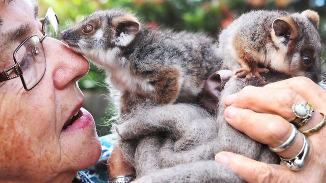 Wildlife carers call for better planning after spate of Melbourne