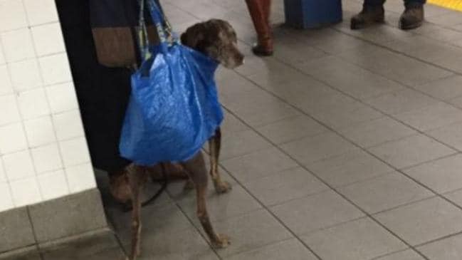 Dogs travel in bags following New York subway ban