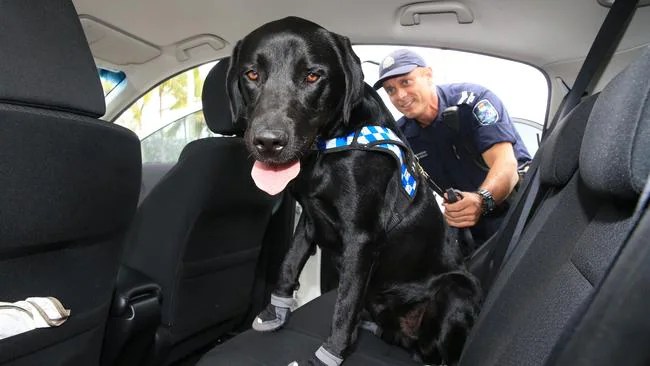 Cairns police new drug detection dogs to the team Cairns Post