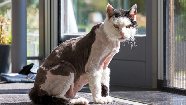A cat shaver is terrorising pets and their owners Adelaide Now