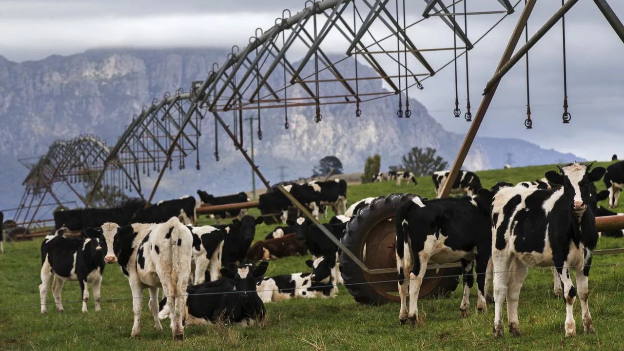 Milk production Tasmania set for another recordbreaking year of milk