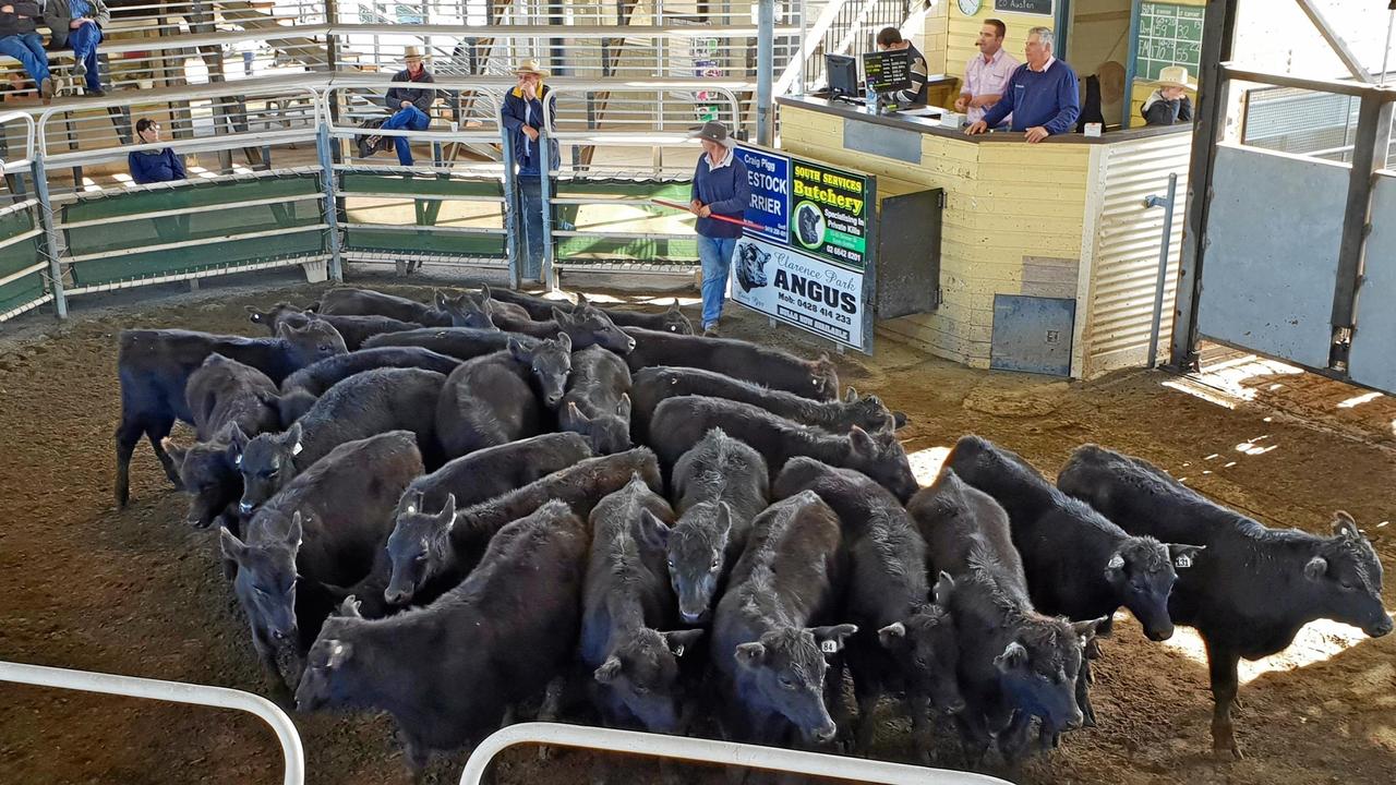 Quality and prices improved at NSW cattle market The Weekly Times