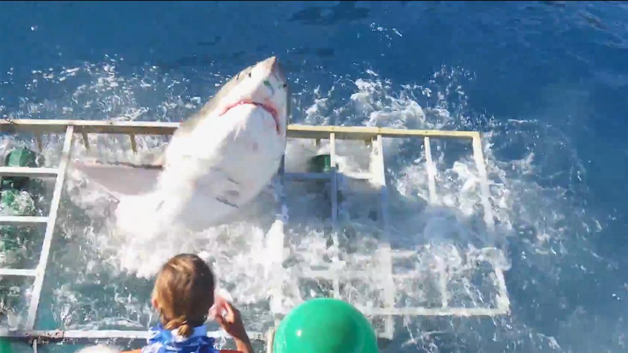 Birubi Point Beach shut down over suspected shark attack