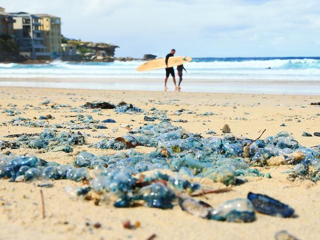 Bluebottle plague Stingers washing up in record droves on Sydney beaches