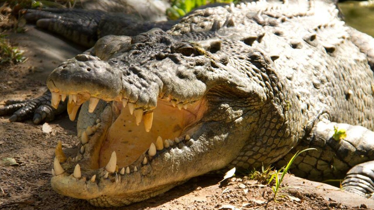 Cairns croc Dog escapes jaws of crocodile in Cape York VIDEO