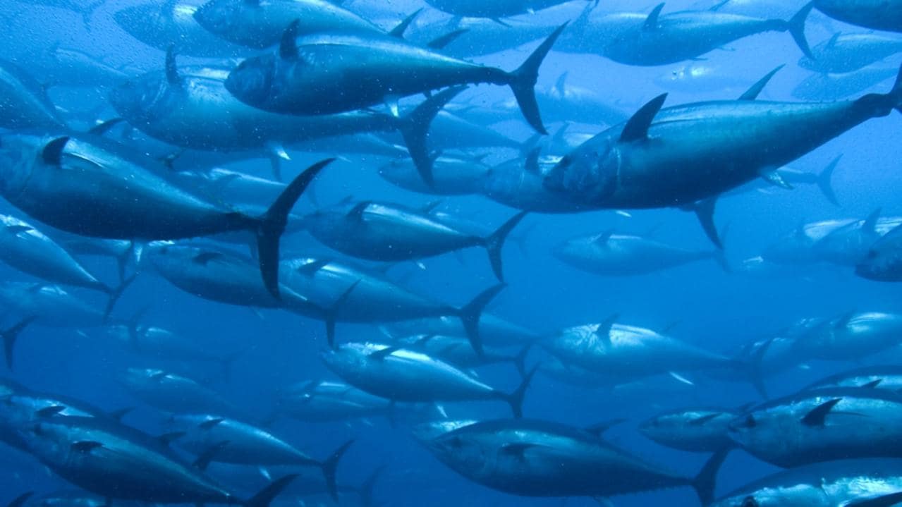Catches of southern bluefin tuna to be reviewed as part of Federal