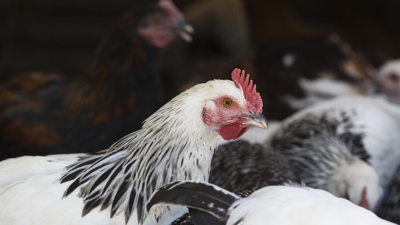 Bird flu avian influenza found at freerange egg farm near Lethbridge