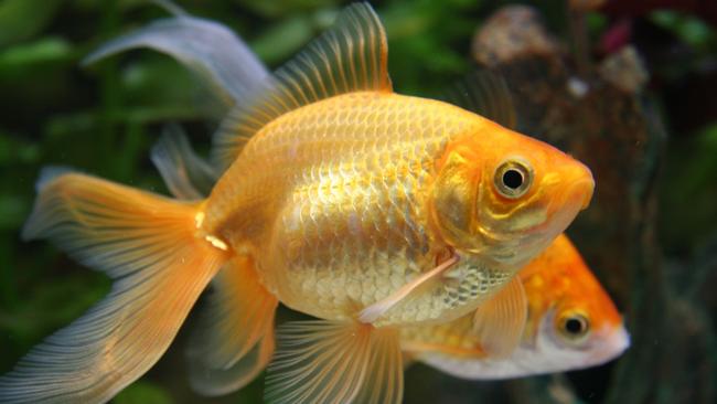 Fish Why you should never flush one dead or alive down the toilet