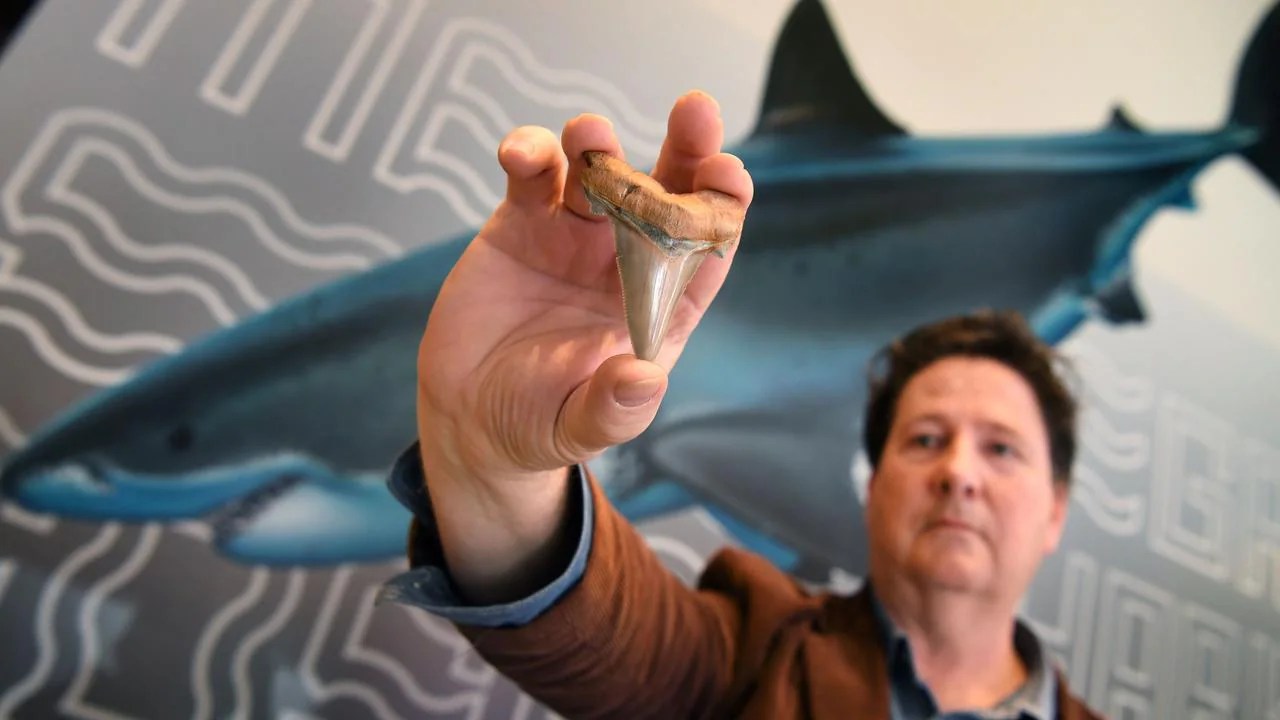 The Meg, megalodon sharks the truth explained NT News