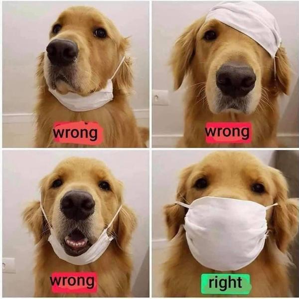 Victorian Lockdown 4.0 Meme - Coronavirus memes: Best reactions to Melbourne lockdown ...