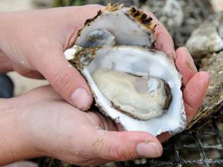 Three people treated for shellfish poisoning after East Coast algal