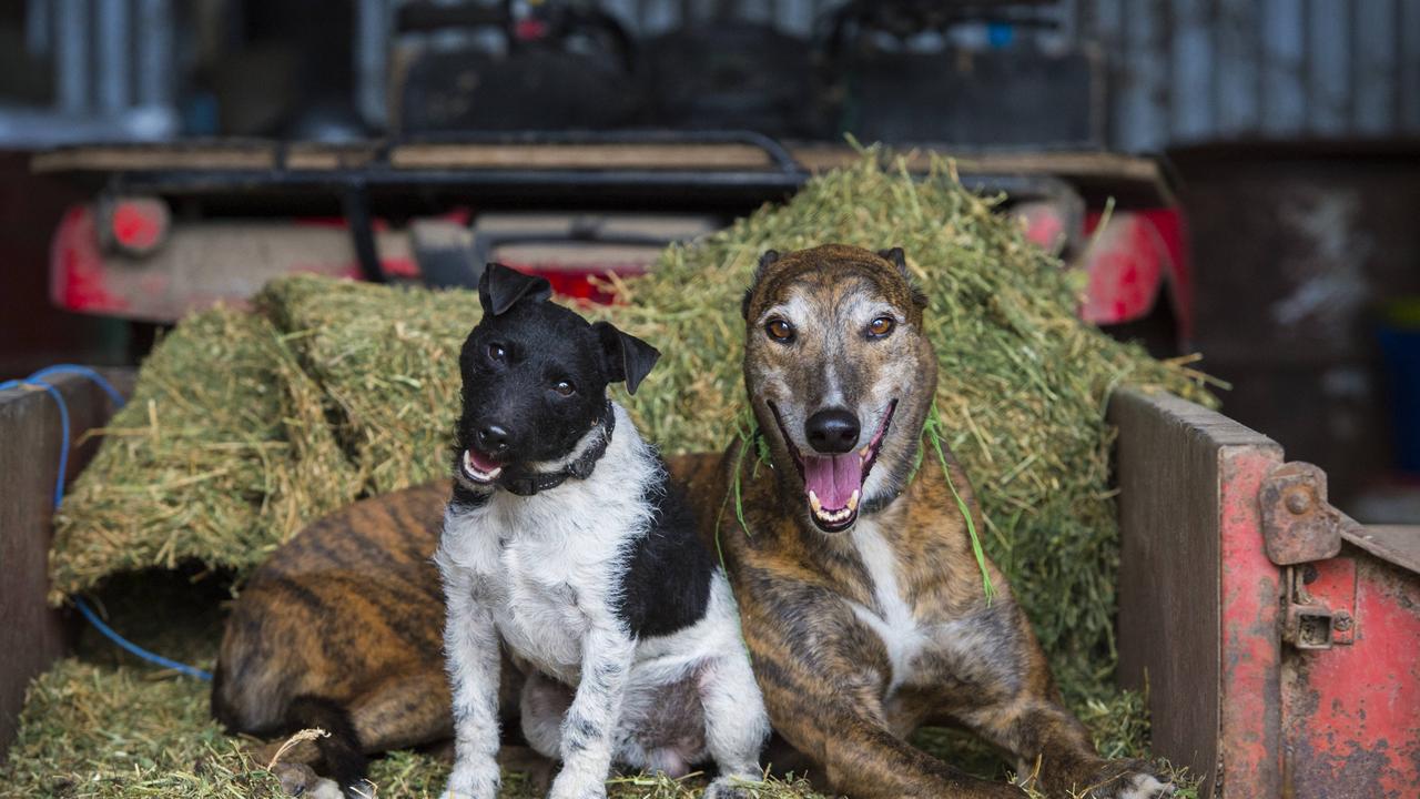Tasmanian Country Dog Calendar cute puppies on every page The Mercury